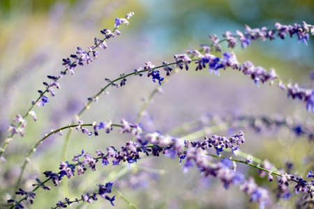 Beautiful lavender flowers on the field.の写真素材