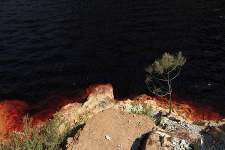 A tree is on the coast of a red lake.