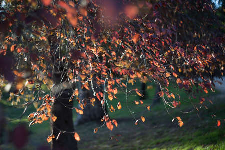 Background on the autumn theme blurred red leaves. Bright autumn foliage of a tree in a park.