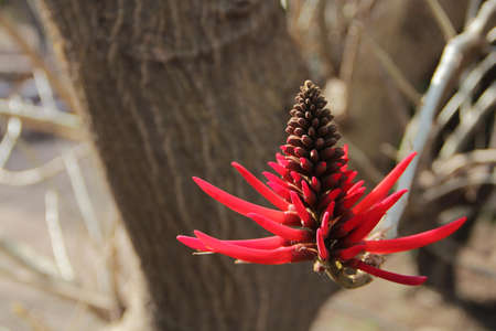 Red Coral Tree Flower Erythrina. One red flower on the background of tree trunks. Mexico.の写真素材