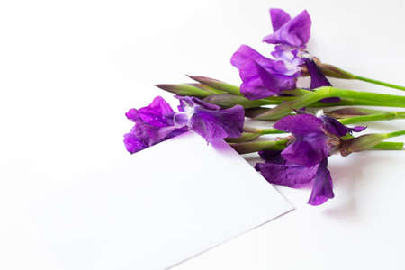 A bouquet of iris flowers and a sheet of white paper are on a white background. Spring holiday greetings theme. Free space for text.の写真素材