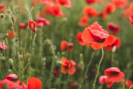 The poppy flower is on the background of a blooming poppy field in the evening.の写真素材