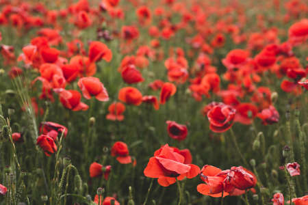 Beautiful blooming poppy field in summer.の写真素材