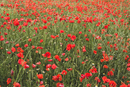 Beautiful blooming poppy field in summer.の写真素材