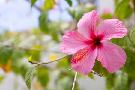 One pink hibiscus flower in full bloom is in the garden.の写真素材