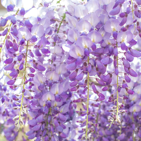 Close-up of blooming wisteria flowers in nature. Square image.の写真素材