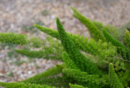 Sprigs of green asparagus in the garden.の写真素材