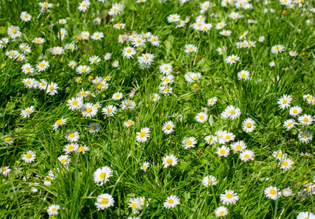 Green grass covered with white daisies in summer. Horizontal image.の写真素材