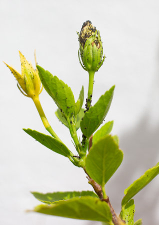 A plant affected by aphids against a white wall. The theme of pests in gardening.