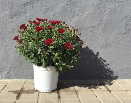 Blooming beautiful chrysanthemum with red flowers in a white flower pot stands outside against a gray wall. Street flowers theme.の写真素材