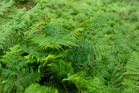 Background in the form of fern leaves. Fern thickets in the forest.の写真素材