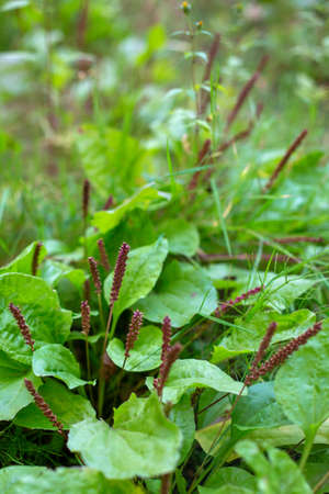 A green plantain bush with inflorescences is in the forest.の写真素材