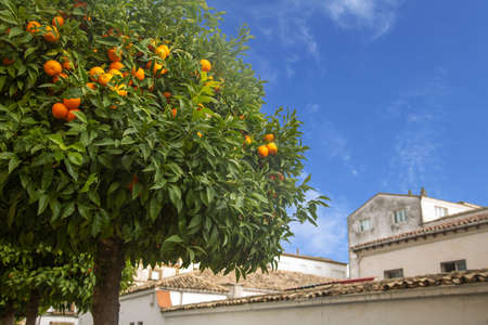 An orange tree with ripe oranges is located against the blue sky and urban buildings. Cityscape in Andalusia, Spain.の写真素材