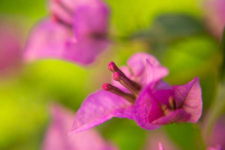 The purple beautiful flower of the bougainvillea tree is depicted in close-up against a blurred background of vegetation.の写真素材