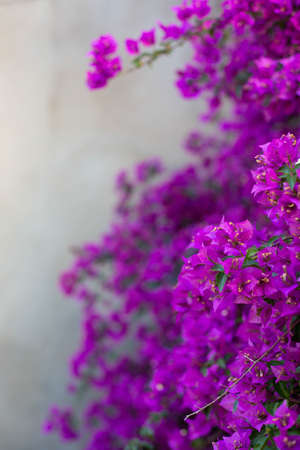 The purple beautiful flower of the bougainvillea tree is against a blurred background. Background of...