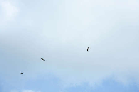 Three storks fly high behind each other in the blue sky.の写真素材