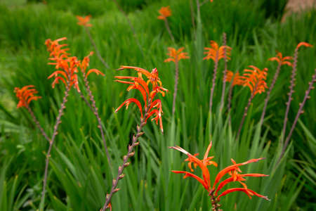 Blooming chasmanthe bicolor flowers grow in a green field. The theme of spring flowering in nature.の写真素材