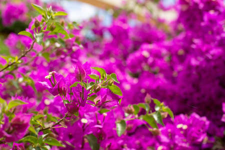 Twigs of flowering bougainvillea against the background of the bush in a blurred focus. The background of beautiful bougainvillea flowers in the garden.の写真素材