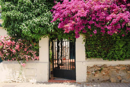 Entrance to the courtyard of the house with a fence decorated with flowering bougainvilleas. Landscape design of a Mediterranean city.の写真素材