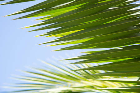 The green branch of the palm tree illuminated by daylight are against the background of the blue sky.の写真素材