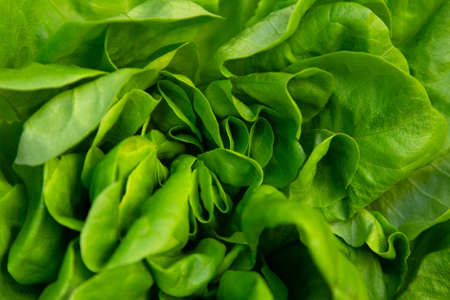An abstract background of green lettuce leaves.の写真素材