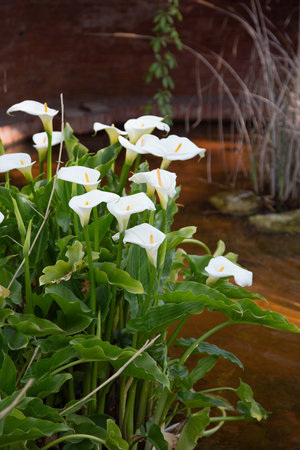 Flower bed with beautiful garden calla lilies of white color in the park. A vertical image.の写真素材