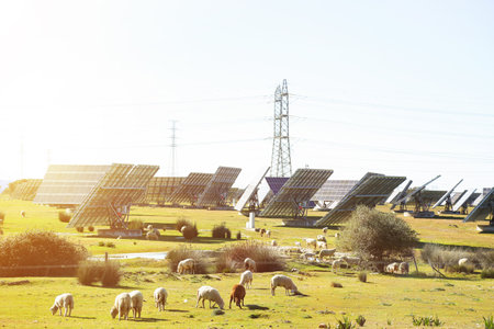 A herd of sheep grazing against solar panels. The theme is an alternative source of energy and...