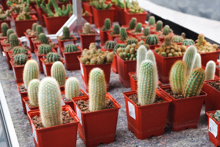 Various varieties of cacti in red pots are on sale in the flower shop.の写真素材