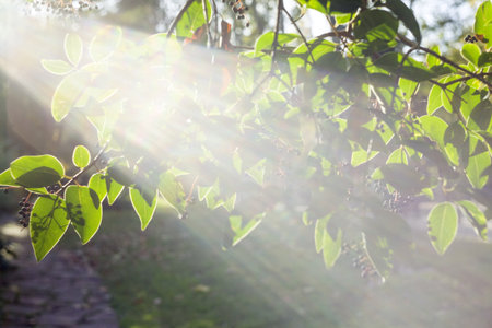 An abstract image of sunlight cutting through the green leaves of a tree in the park in blurry focus. The background is summer green and natural daylight.の写真素材