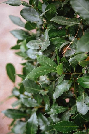 Background of green leaves of laurel tree. Vertical image. A natural leaf background.の写真素材