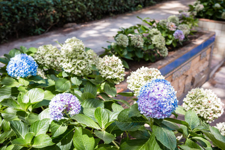 Flower beds with beautiful blue and white hydrangeas grow in the city park.