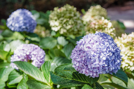 Close-up of flower beds with beautiful blue and white hydrangeas grow in the city park.