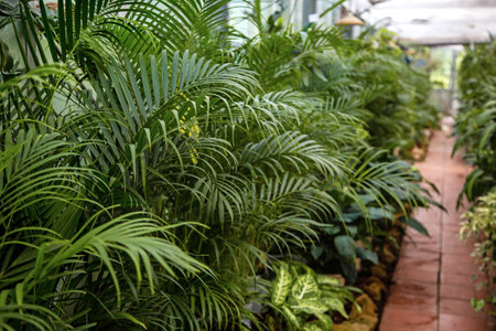 Greenhouse with lush vegetation and flowers for sale. The path between the plants in the greenhouse.の写真素材
