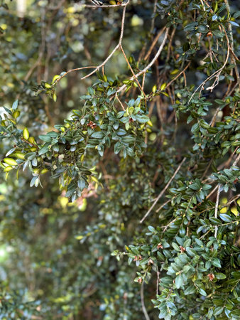 Green barberry branches against a lush green background. Background of green in a blurry focus.の写真素材