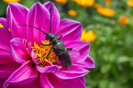 A large black beetle with horns and carapace sits on a pink flower, close-up, macro. Nature, garden, biology, Zoology. Cerambyx scopoliiの写真素材