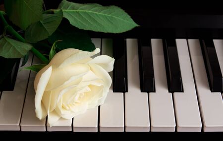 A beautiful white rose on the piano. Celebration, congratulations, music, theater. international women's day, mother's day, romance, love, flowers.の写真素材