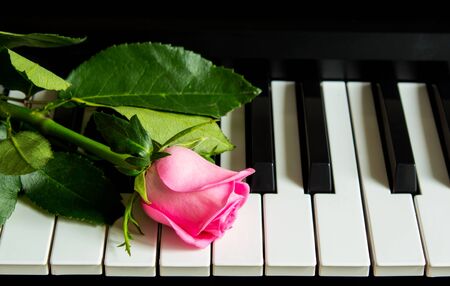 Little rosebud on the piano. Flower on a musical instrument. Birthday, March 8, international women's day, February 14, Valentine's day, mother's day, flower day. Card, gift, romance, date, loveの写真素材