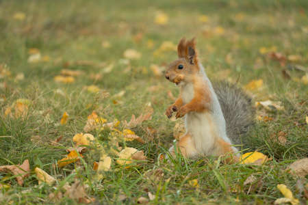 A squirrel with a fluffy tail collecting nuts.