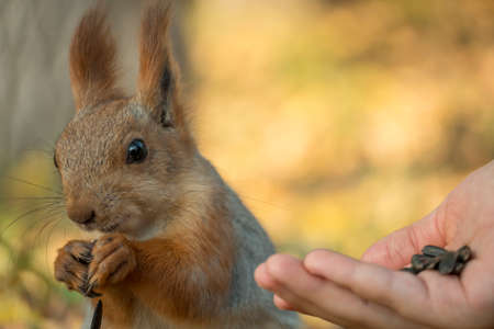 A squirrel with a fluffy tail nibbles seeds. Wild nature, gray squirrel in the autumn forest. Squirrel eats close-up. Zoology, mammals, nature. Small rodent. The squirrel changes color by winter.の写真素材