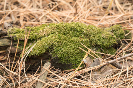 Moss. Close-Up. Green moss grows in coniferous forest. Dried fallen needles of spruce. Plants, nature, botany. Biology, science. Spore-bearing plants. Lichen in the forest. Red book. Macro photoの写真素材