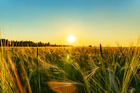 Beautiful sunrise in the field. Nature, agro-industry. preparation for harvesting. Oats. Barley.