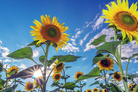 Sunflower fields and meadows. Botany. Cultivation of oilseeds. Harvest time. Sunflower seeds....