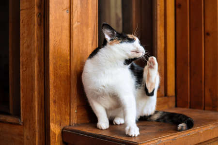 adorable tricolor cat on wooden balconyの写真素材