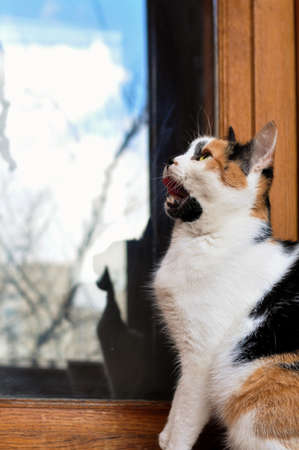 adorable tricolor cat on wooden balconyの写真素材