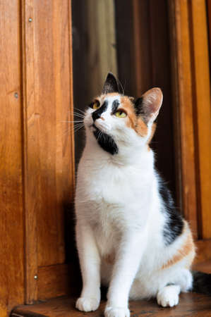 adorable tricolor cat on wooden balconyの写真素材