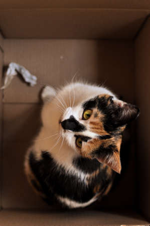 adorable tricolor cat on wooden balconyの写真素材