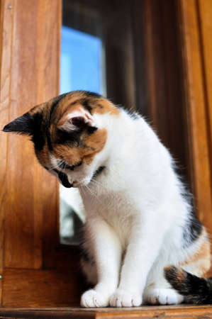 adorable tricolor cat on wooden balconyの写真素材