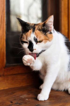 adorable tricolor cat on wooden balconyの写真素材