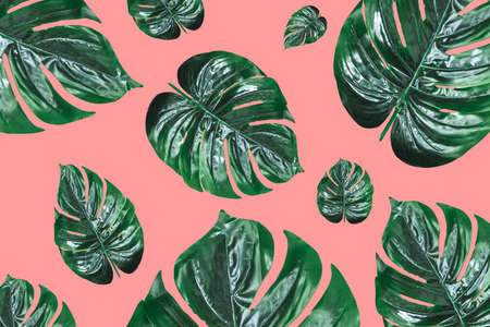 Monstera leaves Seamless tropical and summer pattern with exotic leaves