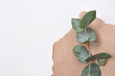 copy space for inscription on natural eco wooden background with green branch